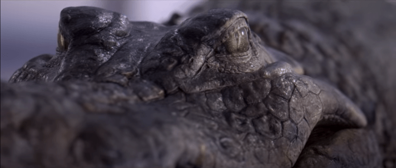 Screen Shot 2018-09-14 at 10.55.25 am